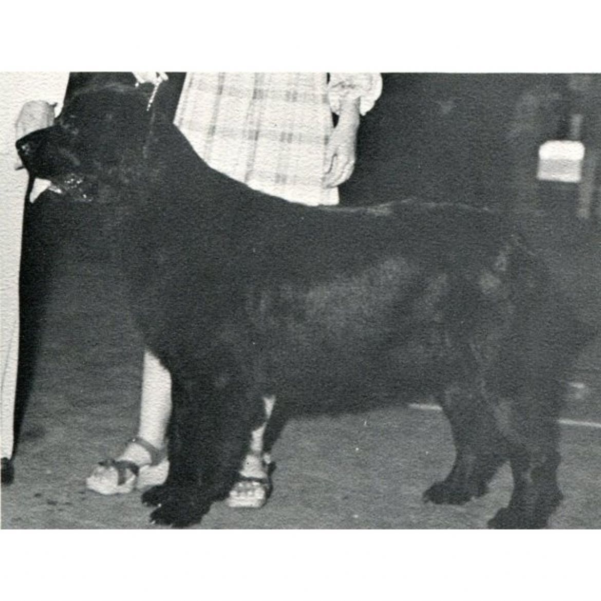 T Alii Shores Breezy O´Holokai (29-03-1978)